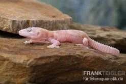 Leopardgecko, Eublepharis Macularius, TREMPER ALBINO MACK SNOW RAPTOR -Sera Geschaft Leopardgecko Eublepharis macularius Tremper Albino Mack Snow Raptor 2