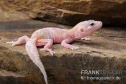 Leopardgecko, Eublepharis Macularius, TREMPER ALBINO MACK SNOW RAPTOR -Sera Geschaft Leopardgecko Eublepharis macularius Tremper Albino Mack Snow Raptor 3