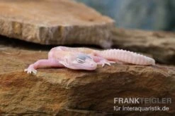 Leopardgecko, Eublepharis Macularius, TREMPER ALBINO MACK SNOW RAPTOR -Sera Geschaft Leopardgecko Eublepharis macularius Tremper Albino Mack Snow Raptor 5