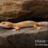 Leopardgecko, Eublepharis Macularius, TREMPER ALBINO TANGERINE