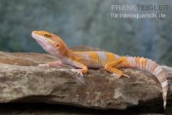 Leopardgecko, Eublepharis Macularius, TREMPER ALBINO TANGERINE -Sera Geschaft Leopardgecko Eublepharis macularius Tremper Albino Tangerine 11