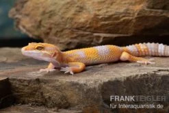 Leopardgecko, Eublepharis Macularius, TREMPER ALBINO TANGERINE -Sera Geschaft Leopardgecko Eublepharis macularius Tremper Albino Tangerine 14