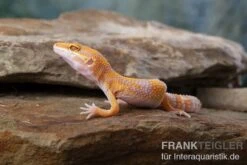 Leopardgecko, Eublepharis Macularius, TREMPER ALBINO TANGERINE -Sera Geschaft Leopardgecko Eublepharis macularius Tremper Albino Tangerine 6