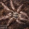 Leopardvogelspinne, Stromatopelma Calceatum XL