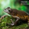 Big-Eye Frog, Leptopilis Spec. Big-Eye Frog