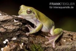 Korallenfinger-Laubfrosch, Litoria Caerulea -Sera Geschaft Litoria caerulea 1 Korallenfinger Laubfrosch