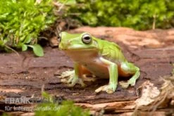 Sera Geschaft 7 Korallenfinger-Laubfrosch, Litoria Caerulea