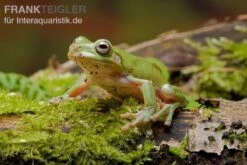 Sera Geschaft -Sera Geschaft Litoria caerulea Laubfrosch