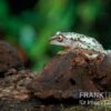 Madagascar-Riedfrosch, Heterixalus Madagascariensis