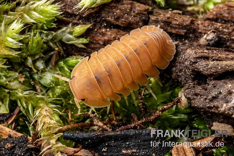 Mandarin-Assel, Cubaris Sp. “RubberduckyMandarin” 2 Mandarin-Assel, Cubaris Sp. “RubberduckyMandarin” – Bild 2