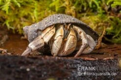 Marmor-Einsiedlerkrebs, Coenobita Sp. "Marble" -Sera Geschaft Marmor Einsiedlerkrebs Coenobita sp Marble 3