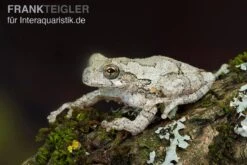 Marmorierter Laubfrosch, Hyla Marmorata -Sera Geschaft Marmorierter Laubfrosch Hyla marmorata 3