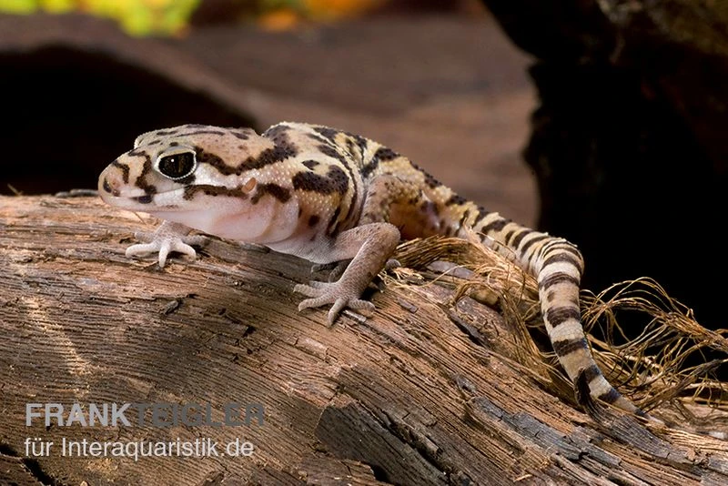 Mittelamerikanischer Krallengecko, Coleonyx Mitratus 1 Mittelamerikanischer Krallengecko, Coleonyx Mitratus