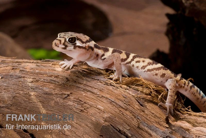 Mittelamerikanischer Krallengecko, Coleonyx Mitratus 2 Mittelamerikanischer Krallengecko, Coleonyx Mitratus – Bild 2