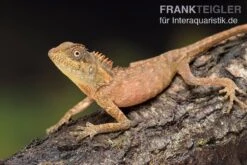 Nackenstachler, Acanthosaura Capra -Sera Geschaft Nackenstachler Acanthosaura capra 3