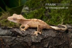 Neukaledonischer Kronengecko, Rhacodactylus Ciliatus