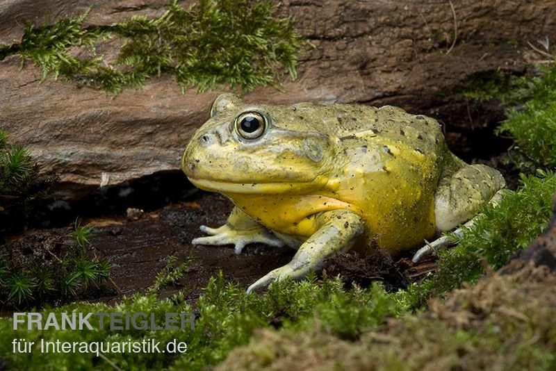 Afrikanischer Ochsenfrosch, Pyxicephalus Adspersus 2 Afrikanischer Ochsenfrosch, Pyxicephalus Adspersus – Bild 2