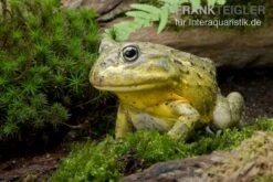 Afrikanischer Ochsenfrosch, Pyxicephalus Adspersus 6 Afrikanischer Ochsenfrosch, Pyxicephalus Adspersus -Sera Geschaft Ochsenfrosch Pyxicephalus adspersus 3