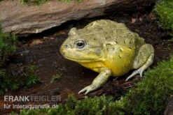 Afrikanischer Ochsenfrosch, Pyxicephalus Adspersus 7 Afrikanischer Ochsenfrosch, Pyxicephalus Adspersus -Sera Geschaft Ochsenfrosch Pyxicephalus adspersus 4