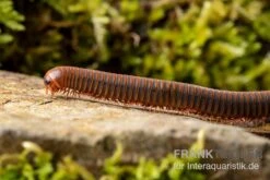 Orangener Piphun-Tausendfüßer, Spirobolus Sp. “Orange Piphun” 5 Orangener Piphun-Tausendfüßer, Spirobolus Sp. “Orange Piphun” -Sera Geschaft Oranger Piphun Tausendfuesser Spirobolus sp Orange Piphun 3