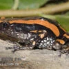 Gestreifter Wendehalsfrosch, Phrynomantis Bifasciatus