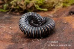 Pink Gestreifter Tausendfüßer, Odontostreptus Sjoestedti -Sera Geschaft Pink gestreifter Tausendfuesser Odontostreptus sjoestedti 3