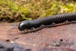 Pink Gestreifter Tausendfüßer, Odontostreptus Sjoestedti -Sera Geschaft Pink gestreifter Tausendfuesser Odontostreptus sjoestedti 4