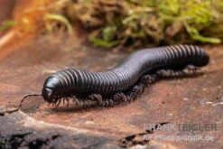 Pink Gestreifter Tausendfüßer, Odontostreptus Sjoestedti -Sera Geschaft Pink gestreifter Tausendfuesser Odontostreptus sjoestedti 5