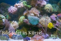 Goldene Seidenspinne, Nephila Clavipes