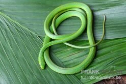 Raue Grasnatter, Opheodrys Aestivus -Sera Geschaft Raue Grasnatter Opheodrys aestivus 3