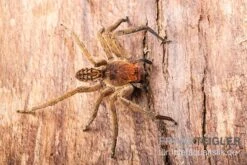 Red Fang Spider, Piloctenus Haematostoma -Sera Geschaft Red Fang Spider Piloctenus haematostoma 3