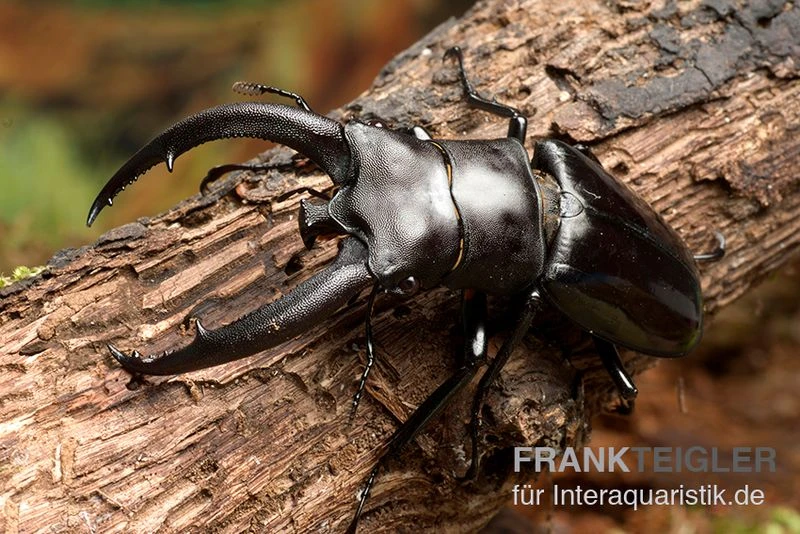 Rhinoceros-Hirschkäfer, Hexarthrius Rhinoceros 1 Rhinoceros-Hirschkäfer, Hexarthrius Rhinoceros