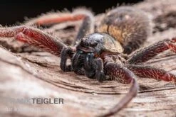 Riesenkrabbenspinne, Heteropoda Sp. Indonesien 01 -Sera Geschaft Riesenkrabbenspinne Heteropoda sp Indonesien 03