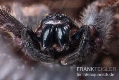 Riesenkrabbenspinne, Heteropoda Sp. Indonesien 01 -Sera Geschaft Riesenkrabbenspinne Heteropoda sp Indonesien 04