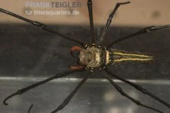 Riesenradnetzspinne, Nephila Maculata -Sera Geschaft Riesenradnetzspinne Nephila maculata