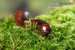 Riesiger Feuer-Tausendfüßer, Pelmatojulus Excisus -Sera Geschaft Riesiger Feuer Tausendfuesser Pelmatojulus excisus 3