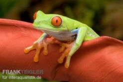 Rotaugenlaubfrosch, Agalychnis Callidryas DNZ -Sera Geschaft Rotaugenlaubfrosch Agalychnis callidryas 01