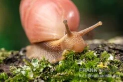 Rote Hausschnecke, Limicolaria Sp. "Deep Red" -Sera Geschaft Rote Hausschnecke Limicolaria sp Deep Red 4