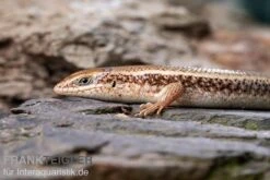 Roter Togo-Skink, Mabuya Perrotetii -Sera Geschaft Roter Togo Skink Mabuya perrotetii 1