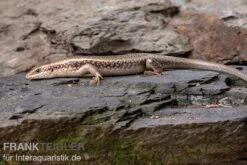 Roter Togo-Skink, Mabuya Perrotetii -Sera Geschaft Roter Togo Skink Mabuya perrotetii 2