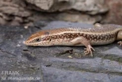 Roter Togo-Skink, Mabuya Perrotetii -Sera Geschaft Roter Togo Skink Mabuya perrotetii 3