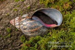 Samt-Achatschnecke, Archachatina Marginata Suturalis "Ikom" 5 Samt-Achatschnecke, Archachatina Marginata Suturalis "Ikom" -Sera Geschaft Samt Achatschnecke Archachatina marginata suturalis Ikom 3