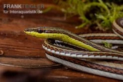 Sandrenn-Natter, Psammophis Elegans -Sera Geschaft Sandrenn Natter Psammophis elegans 03