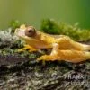 Sanduhr-Laubfrosch, Dendropsophus Ebraccatus
