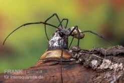 Schwarze Seidenspinne, Nephila Kuhlii 5 Schwarze Seidenspinne, Nephila Kuhlii -Sera Geschaft Schwarze Seidenspinne Nephila kuhlii 3