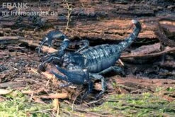 Schwarzer Asiaskorpion, Heterometrus Cyaneus