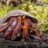 Schwarzer Landeinsiedlerkrebs, Coenobita Sp. Black (Größe XL)