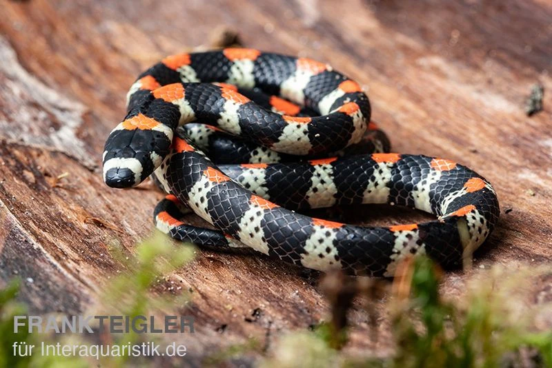 Schwarzgebänderte Wühltrugnatter, Scolecophis Atrocinctus 2 Schwarzgebänderte Wühltrugnatter, Scolecophis Atrocinctus – Bild 2