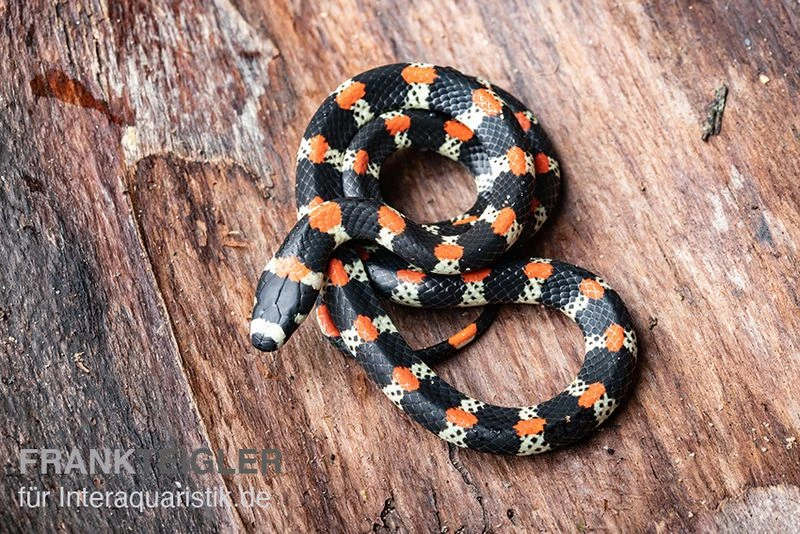 Schwarzgebänderte Wühltrugnatter, Scolecophis Atrocinctus 3 Schwarzgebänderte Wühltrugnatter, Scolecophis Atrocinctus – Bild 3