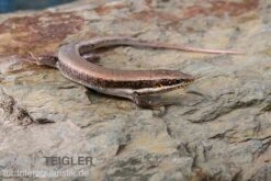 Senegal Mabuya, Trachylepis Affinis -Sera Geschaft Senegal Mabuya Trachylepis affinis 1
